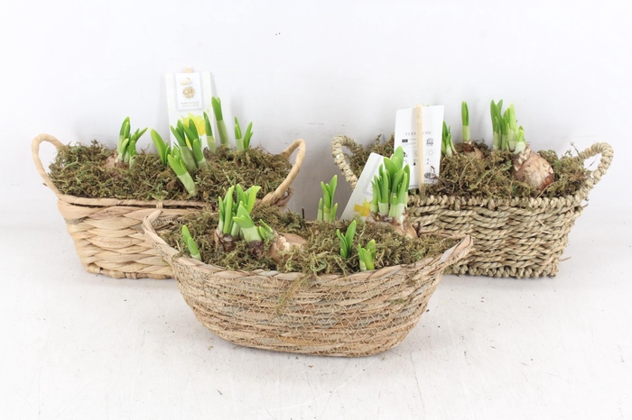 <h4>arr4 Narcis FL - Mand hamar oval x8</h4>