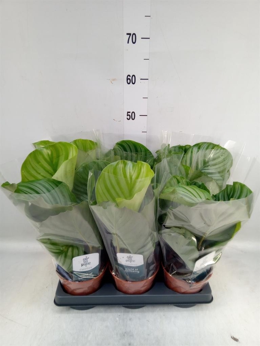 <h4>Calathea orbifolia</h4>