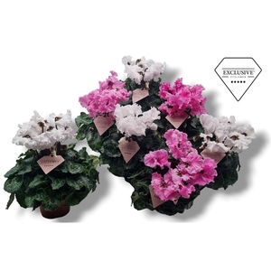 Cyclamen Exclusive® Merengue Roze Wit mix