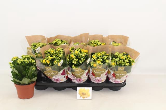 Kalanchoe Rosalie Amarillo 12Ø 27cm