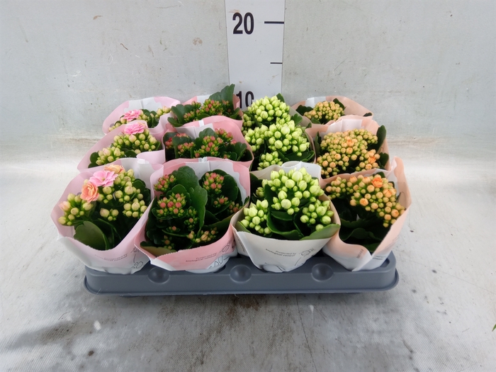 <h4>Kalanchoe blos.   ..rosebud mix  4</h4>