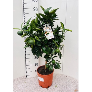 Citrus reticulata Clementine stem