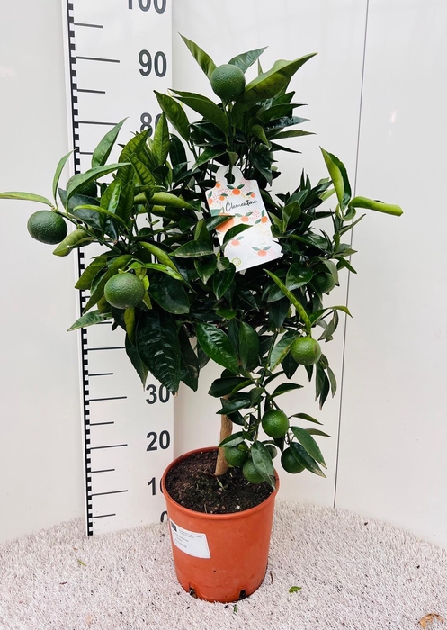 <h4>Citrus reticulata Clementine stem</h4>