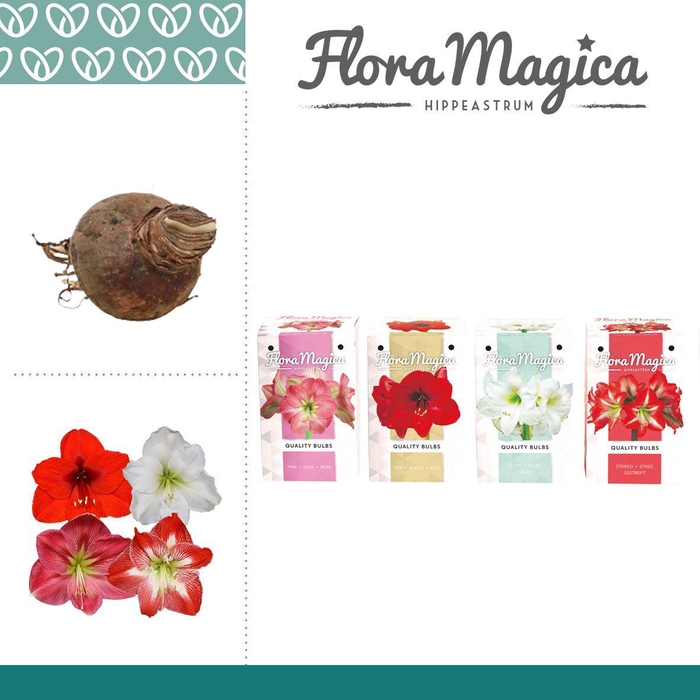 <h4>Amaryllis 28/30 Mix in Gift Box Beautiful</h4>