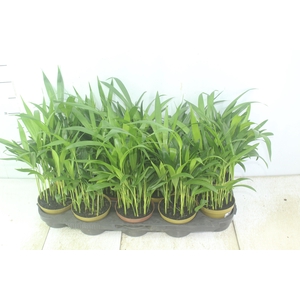 ARECA BAMBU P11
