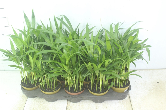 <h4>ARECA BAMBU P11</h4>