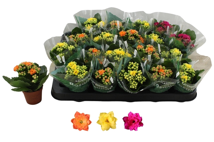 <h4>KAL GE RO GEM 3 KL</h4>