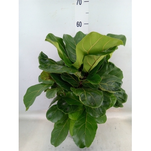 Ficus lyrata