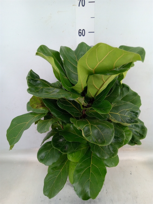 <h4>Ficus lyrata</h4>