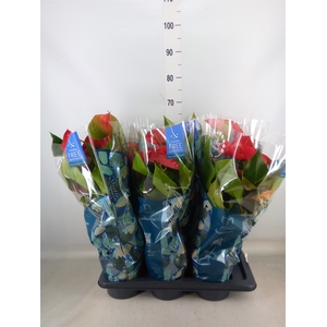 Anthurium andr. 'Picanta Red'