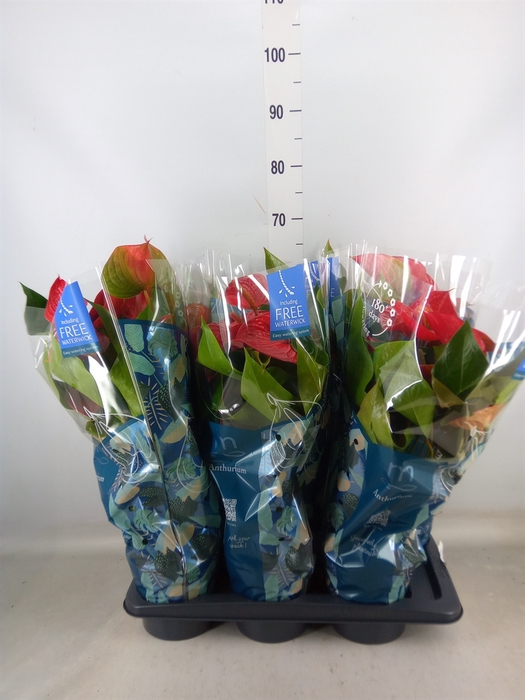 <h4>Anthurium andr. 'Picanta Red'</h4>