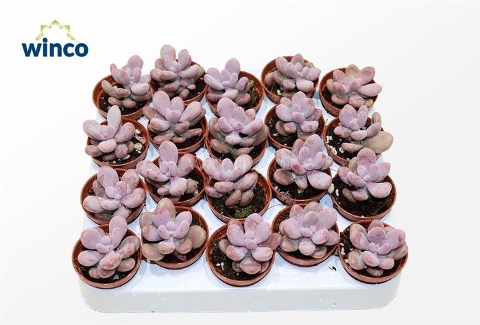 <h4>Pachyphytum Cv. Momobijn</h4>