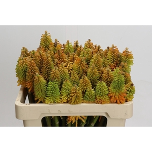 Kniphofia Eycone Peach