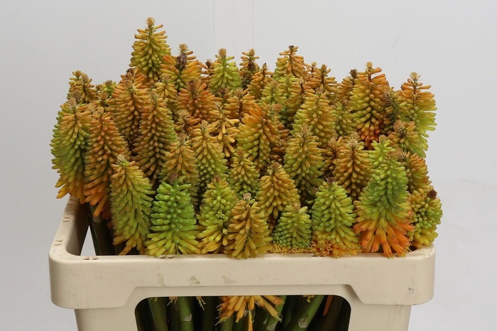 <h4>Kniphofia Eycone Peach</h4>