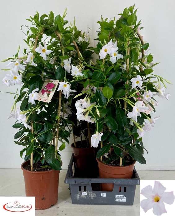 <h4>MANDE RIO WHITE</h4>