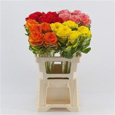 <h4>Brassica Dyed</h4>