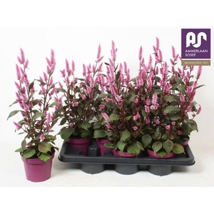 CEL WILD PINK