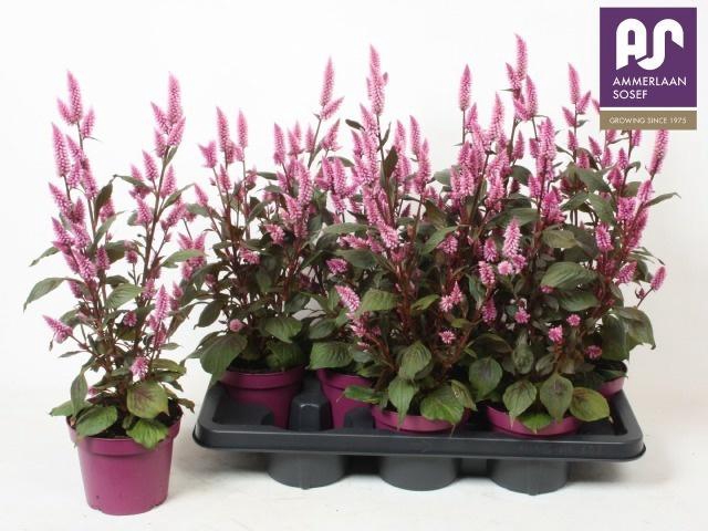 <h4>CEL WILD PINK</h4>