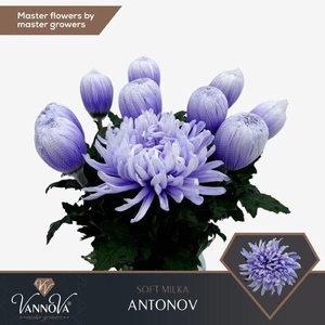 Chr G Antonov Soft Milka