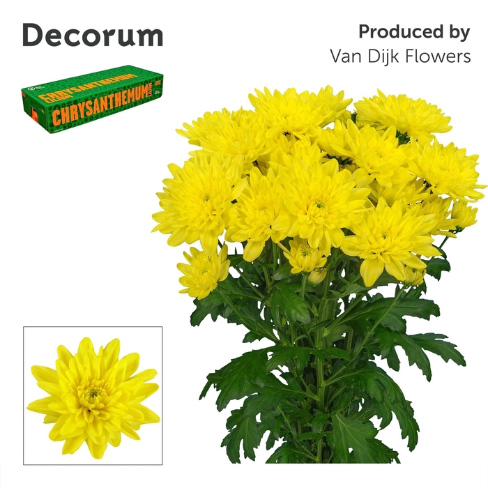 <h4>Chr T Baltica Yellow Decorum</h4>