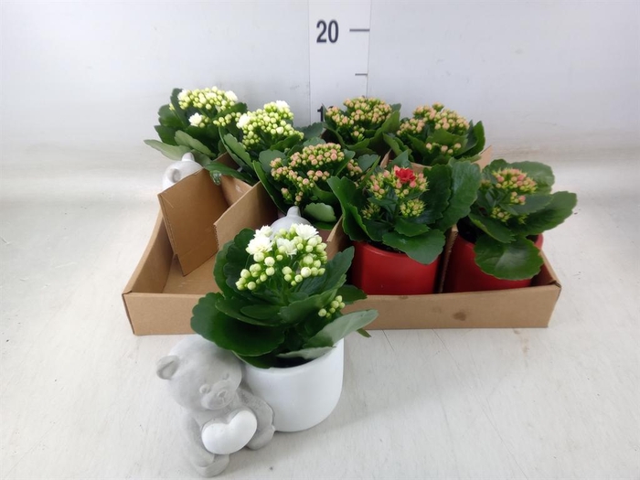 <h4>Arr.    Planten  L%</h4>