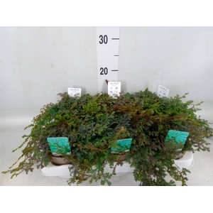Selaginella uncinata 'Peacock'