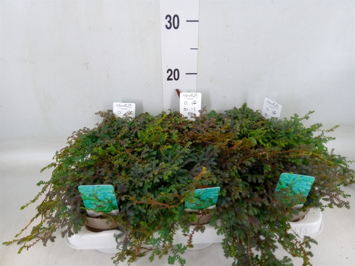 <h4>Selaginella uncinata 'Peacock'</h4>