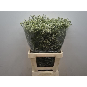 LIM SIN MOUNTAIN DIA