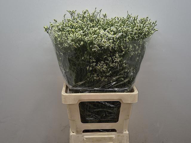 <h4>LIM SIN MOUNTAIN DIA</h4>