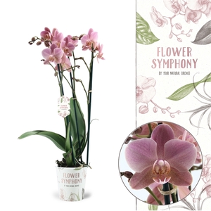 Flower Symphony | Treviso | Phalaenopsis 3 spike