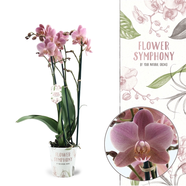 <h4>Flower Symphony | Treviso | Phalaenopsis 3 spike</h4>