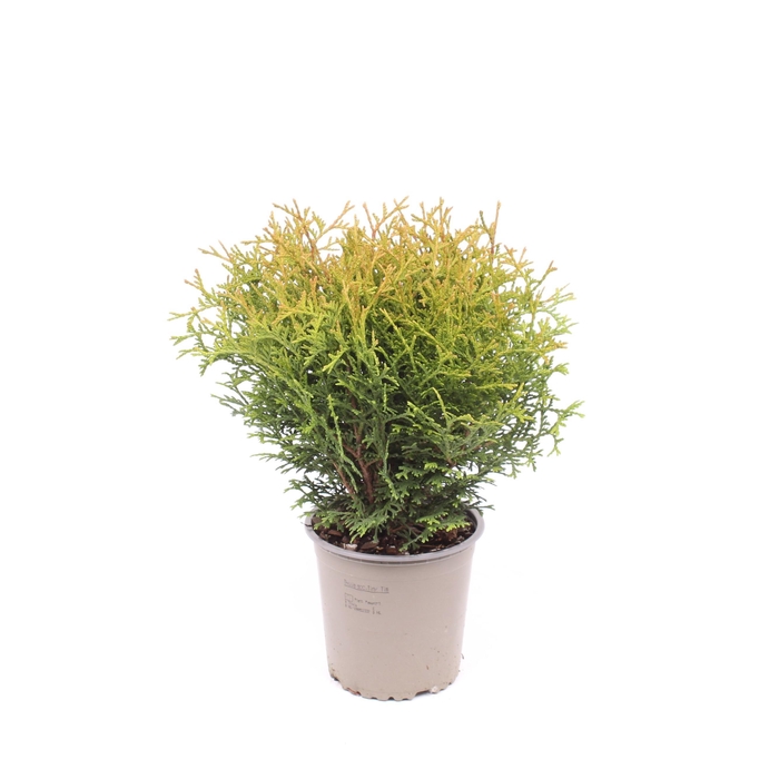 <h4>Thuja occidentalis 'Tiny Tim'</h4>