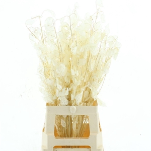 Dried Lunaria Bleached White