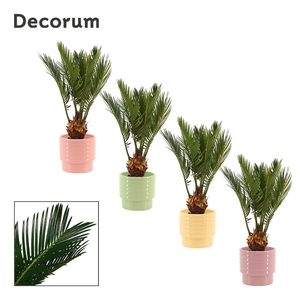 Cycas revoluta 9 cm, 4+ veren in Naemi (Tasty bubble-collection)