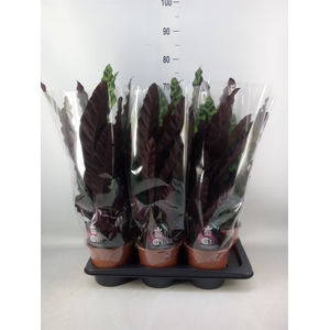 Calathea lancifolia