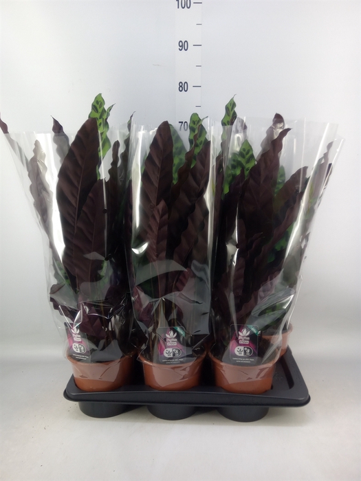 <h4>Calathea lancifolia</h4>