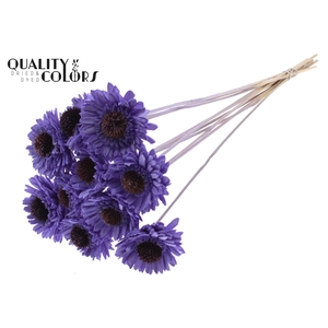 Shola Daisy Sunflower 6cm on stem Milka