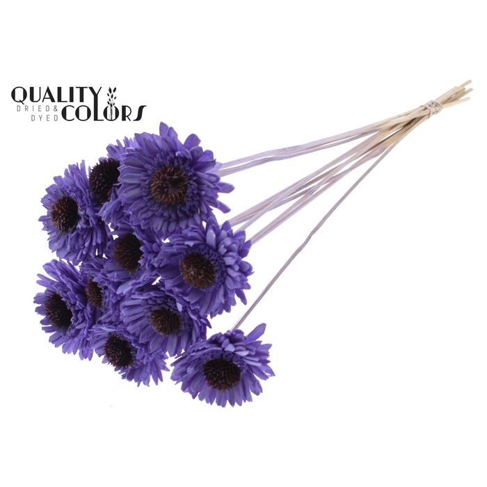 <h4>Shola Daisy Sunflower 6cm on stem Milka</h4>