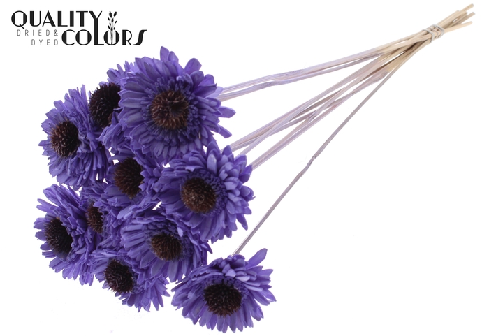 Shola Daisy Sunflower 6cm on stem Milka