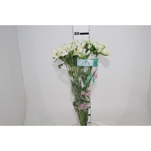 ALSTROEMERIA AKEMI 080 CM