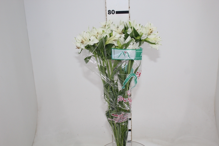 <h4>ALSTROEMERIA AKEMI 080 CM</h4>