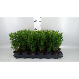 Buxus semp.   ...