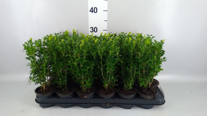 Buxus semp.   ...