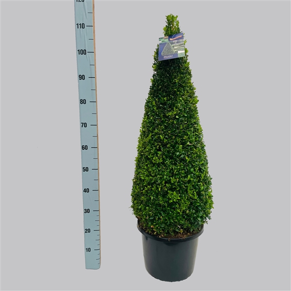 <h4>Buxus Sempervirens Pyramide 80-90 32/TC12</h4>