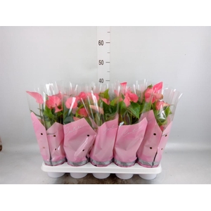 Anthurium  'FC Romantico'