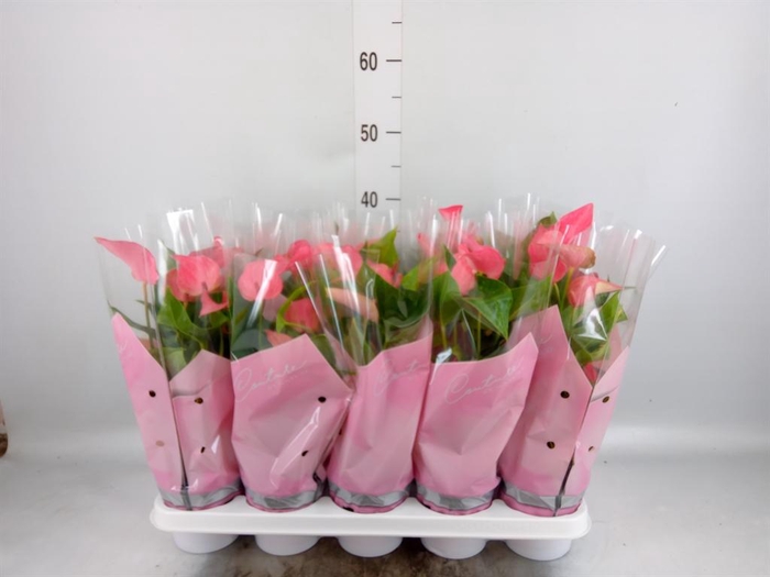 <h4>Anthurium  'FC Romantico'</h4>