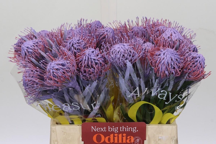 <h4>Nutans Painted Milka</h4>