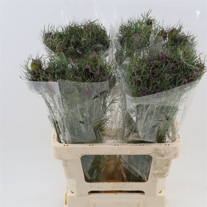 <h4>Nigella damascena (zaaddoos)</h4>