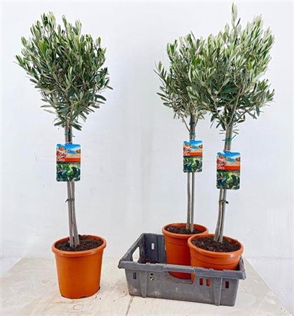 <h4>Olea Europaea</h4>