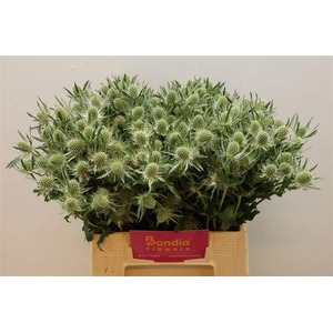 ERYN MAG WHIT LAGOON